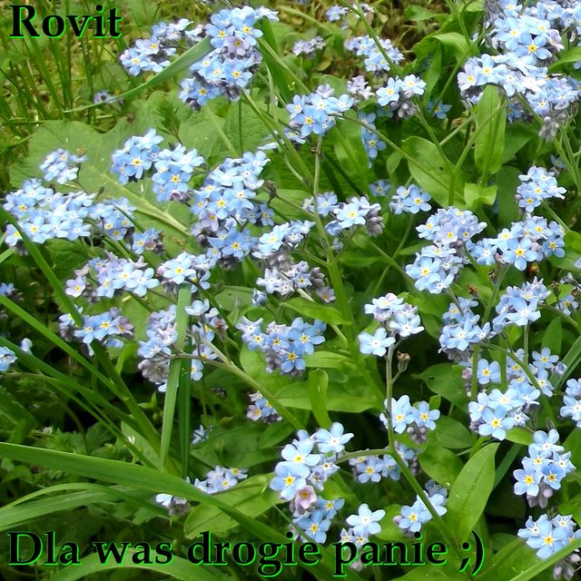 Rovit
