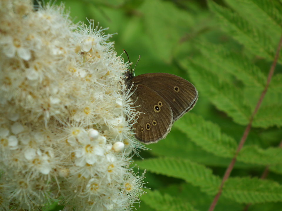 DSCF9827.JPG - NauczeCieLatac