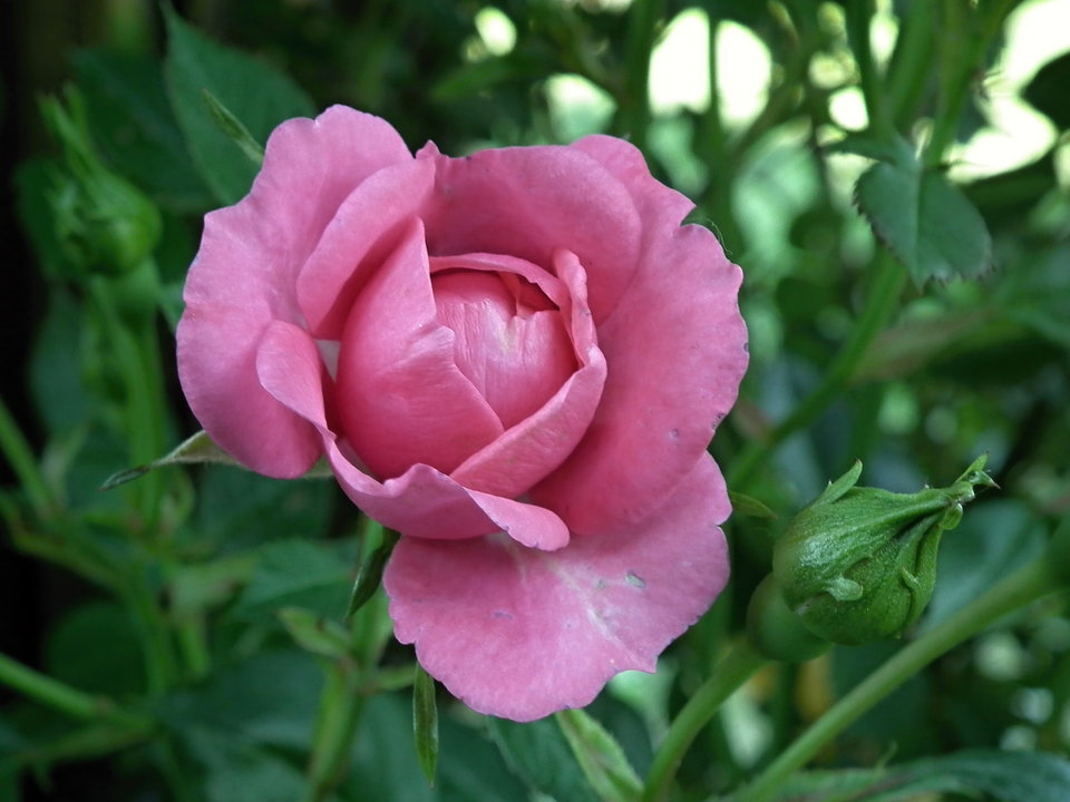 DSCF9093.JPG - NauczeCieLatac