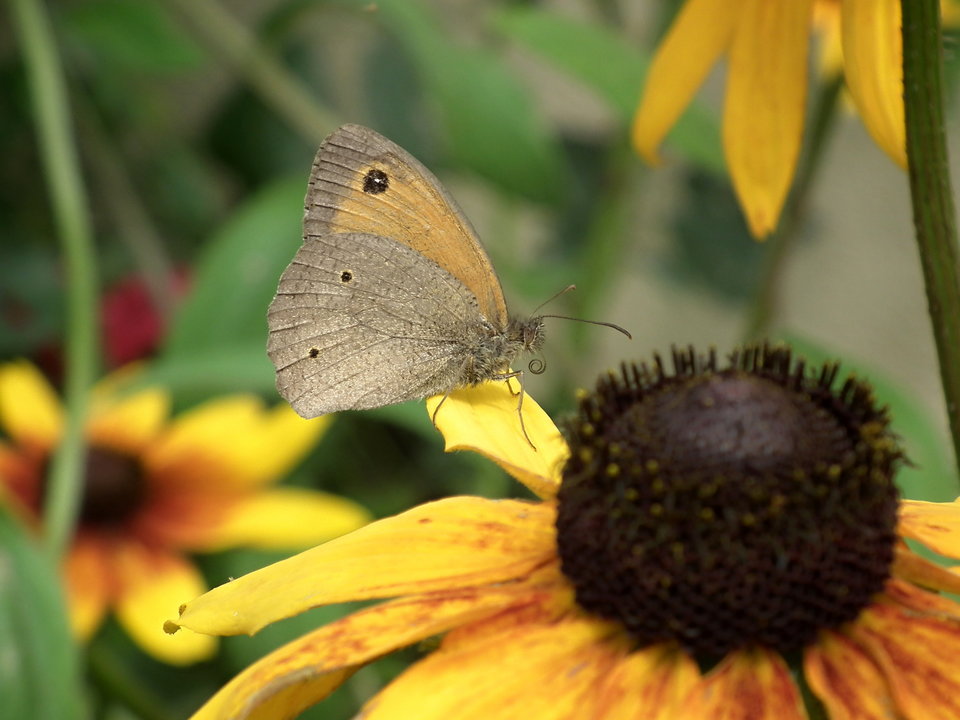 DSCF9217.JPG - NauczeCieLatac