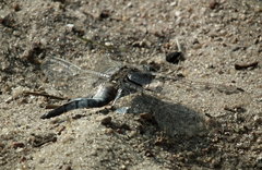 DSCF7780.JPG