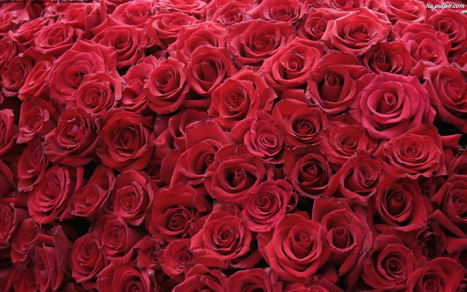 roze-5.jpeg - Saima