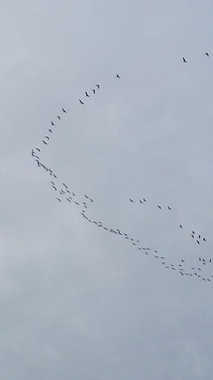 IMG_20170323_160422.jpg