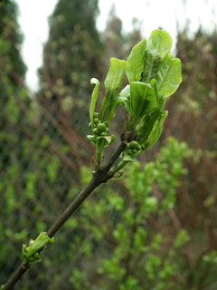 DSCF0929.JPG