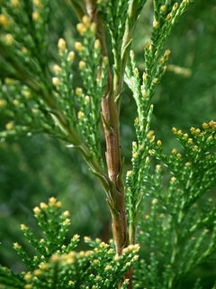 DSCF0936.JPG