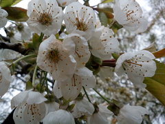 IMG_20170421_121119.jpg