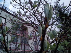 IMG_20170422_142053.jpg