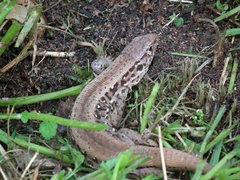DSCF0963.JPG
