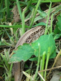 DSCF0967.JPG