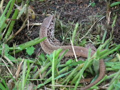 DSCF0962.JPG