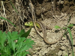DSCF0957.JPG