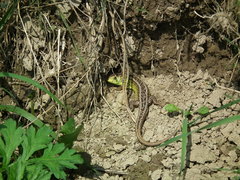 DSCF0951.JPG