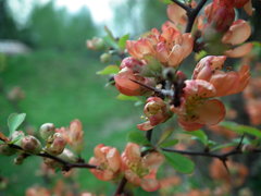 DSCF1015.JPG