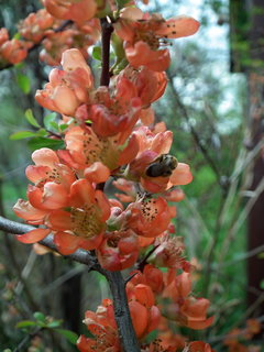 DSCF1016.JPG