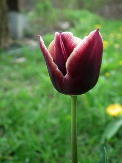 DSCF1005.JPG