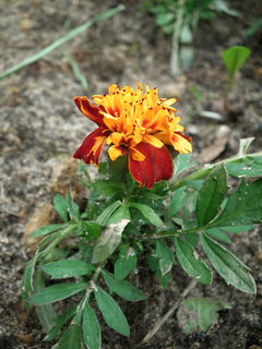 DSCF0994.JPG
