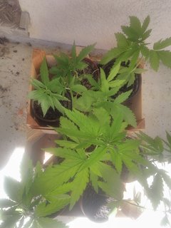 IMG_20170528_131851.jpg