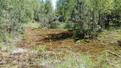 IMG_20170603_123234.jpg