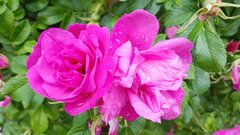 20170617_121556.jpg