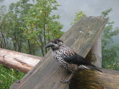 IMG_5455.JPG