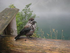 IMG_5457.JPG