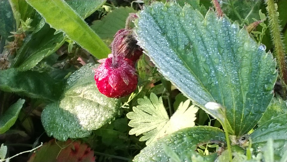 WP_20170706_011.jpg - Ratl