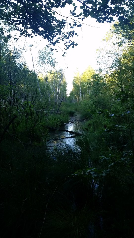 20150627_193736.jpg - skrad_dleihs