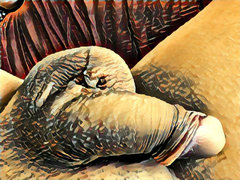 img1501821874066.jpg
