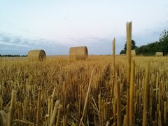 IMG_20170805_045651.jpg