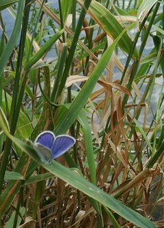 IMG_20170806_063222.jpg