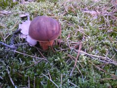 IMG_20170917_125802.jpg