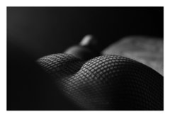 fishnet ass