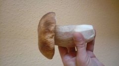wysyp grzybków :)