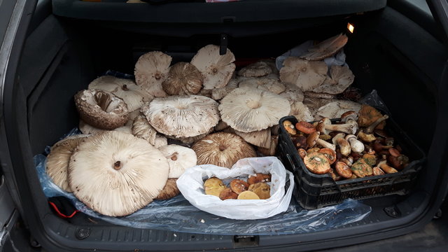 rafixxx1
