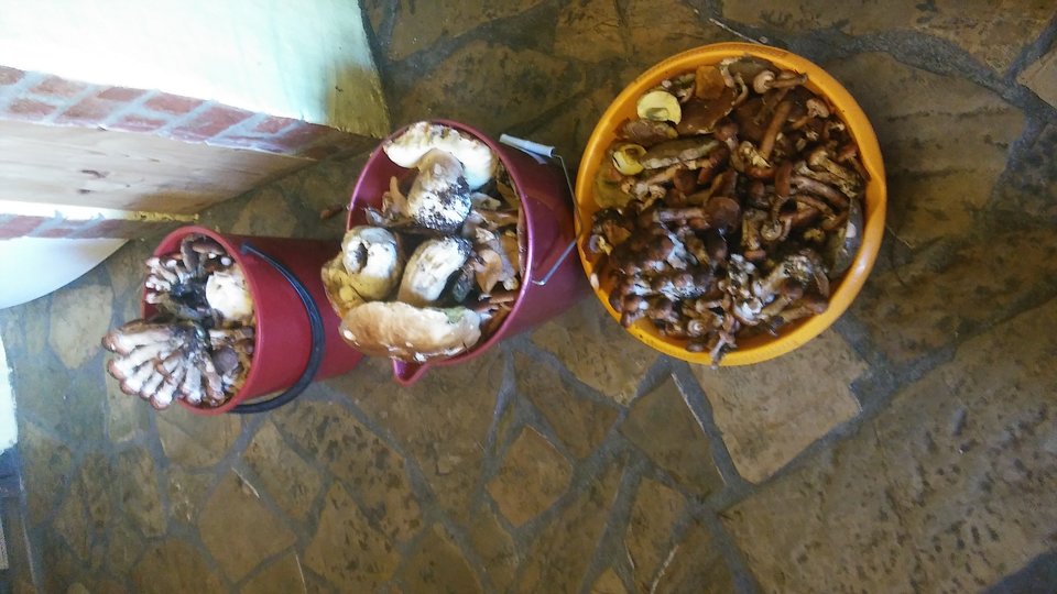 20171007_124723.jpg - ewawojtek8074