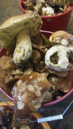20171007_132648.jpg