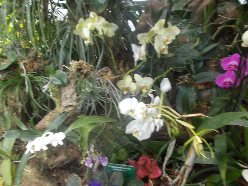 DSCN0992.JPG - krakusek55
