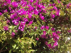 IMG_6675.JPG
