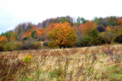 DSC_6559.JPG