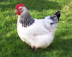 800px-Light_sussex_hen.jpg