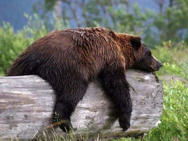 FB_IMG_15136821399580279.jpg - Qba2184