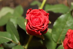 IMG_0001_2.jpg