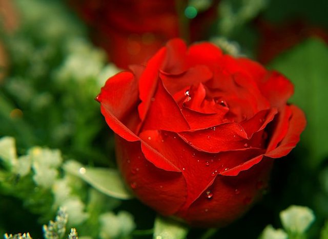 roses-3100878__480.jpg - anielski61