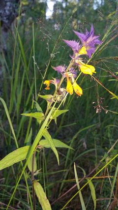 20150627_180637.jpg