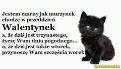 kotek