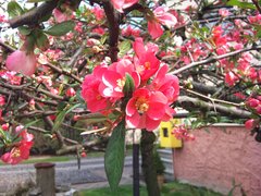 DSC_0385.jpg