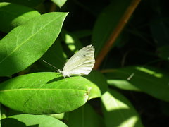 DSCF0654.JPG