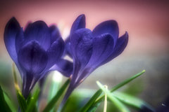 _DSC4327.jpeg
