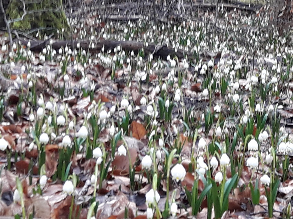 20180401_114456.jpg - wodnik50