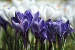 _DSC4780.jpeg
